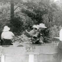 Tobacco Harvesting_3