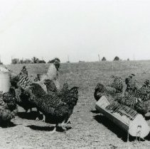Chickens_3