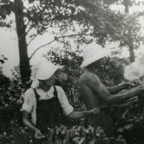 Tobacco Harvesting_1