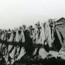 Tobacco Harvesting_2