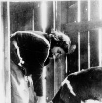 Eva Loew Feeding A Cow