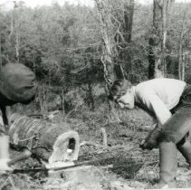 George Landecker Cutting Trees
