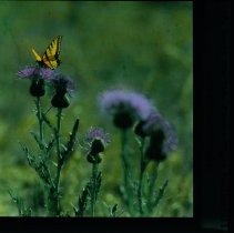 Transparency, Lantern Slide