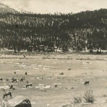 Elk Herd in Rocky Mt. Nat'l Park, Colo.
