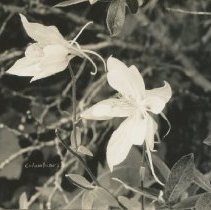 Columbines