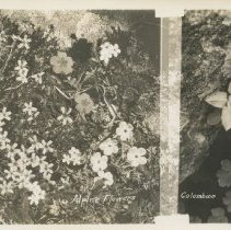 Alpine Flowers; Columbine