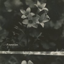 Polemonium; Mariposa Lily