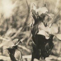 Fringed Gentians