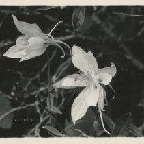 Columbines