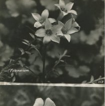 Polemonium; Mariposa Lily
