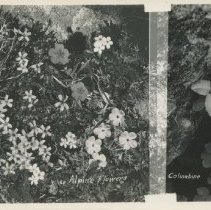 Alpine Flowers; Columbine