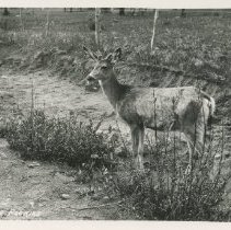 A Deer in the Rockies Sanborn R-301