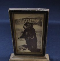 Jenny, the Orphan Bear