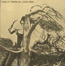 Trees at Timbeline, Estes Park