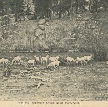 No. 345 Mountain Sheep, Estes Park, Colo. Copyright 1907