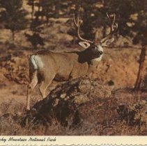 Mule Deer, Rocky Mountain National Park