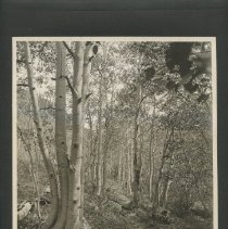 Album, Photograph