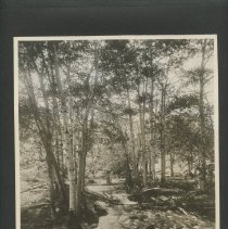 Album, Photograph