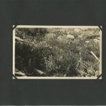 Album, Photograph