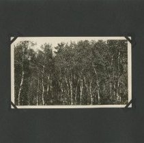 Album, Photograph