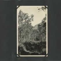 Album, Photograph