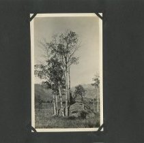 Album, Photograph