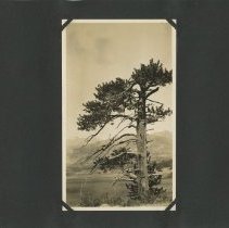 Album, Photograph