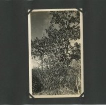 Album, Photograph