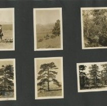 Album, Photograph