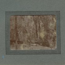 Album, Photograph