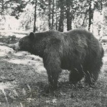 A Park Bear