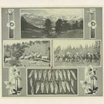 Colorado / Rocky Mountain National Park Estes Park