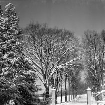 Negative, Sheet Film