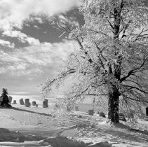 Negative, Sheet Film