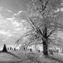 Negative, Sheet Film