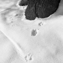 Negative, Sheet Film