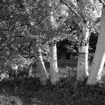 Negative, Sheet Film