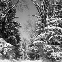 Negative, Sheet Film