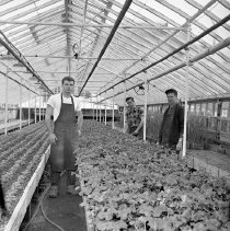 Negative, Sheet Film