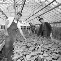 Negative, Sheet Film