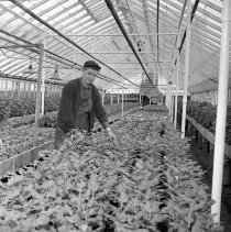 Negative, Sheet Film