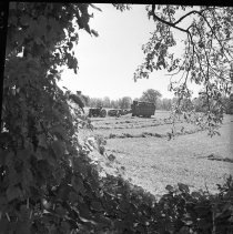 Negative, Sheet Film