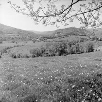 Negative, Sheet Film