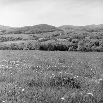 Negative, Sheet Film