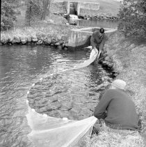 Negative, Sheet Film
