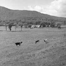 Negative, Sheet Film