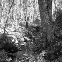 Negative, Sheet Film