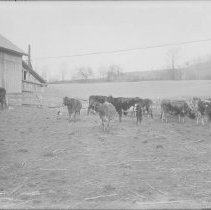 Negative, Glass Plate