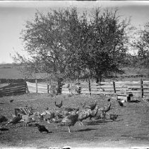 Negative, Glass Plate