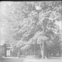Negative, Glass Plate